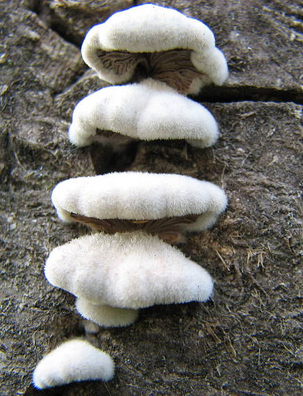 klanolupeňovka obyčajná Schizophyllum commune Fr.