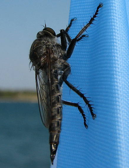 muchárka Machimus setibarbus (Diptera, Asilidae)