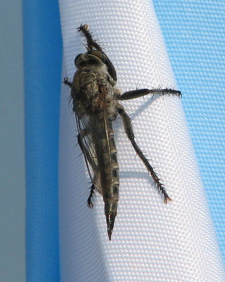 muchárka Machimus setibarbus (Diptera, Asilidae)
