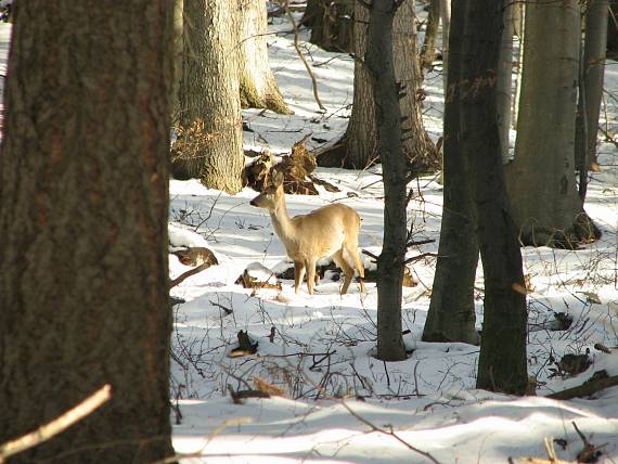 srna lesná Capreolus capreolus