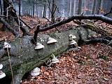práchnovec kopytovitý