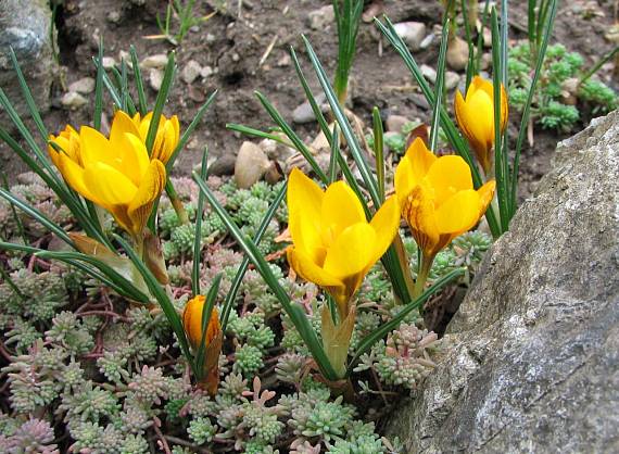 šafran zlatožltý Crocus chrysanthus (Herb.) Herb.