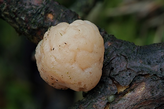 rôsolovka priesvitná Tremella encephala Willd.