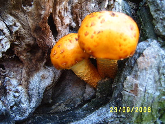 šupinovka slizká Pholiota adiposa (Batsch) P. Kumm.