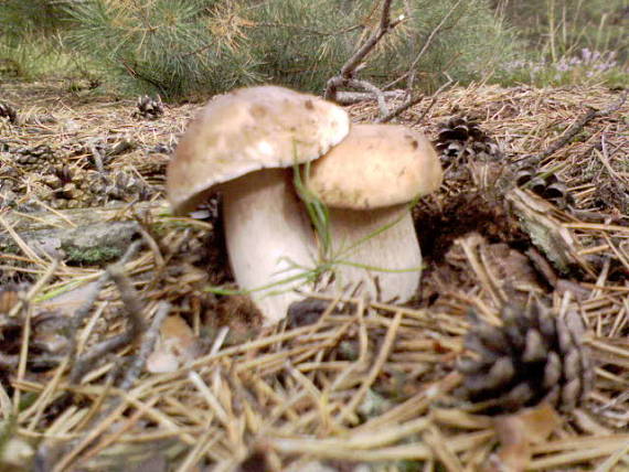 hríb smrekový Boletus edulis Bull.