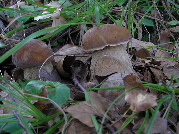 hríb dubový Boletus reticulatus Schaeff.