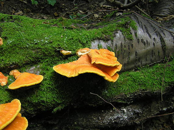 sírovec obyčajný Laetiporus sulphureus (Bull.) Murrill