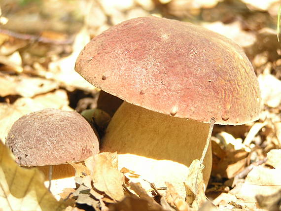 hríb Boletus sp.