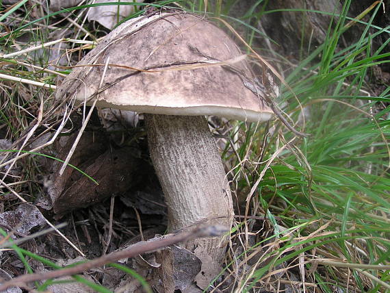 kozák rozličnofarebný Leccinum variicolor Watling