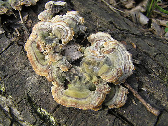 uchovka pásikavá Auricularia mesenterica (Dicks.) Pers.