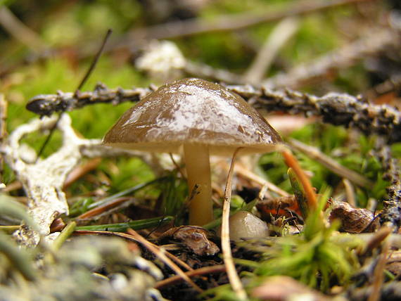 peniazočka smreková Strobilurus esculentus (Wulfen) Singer