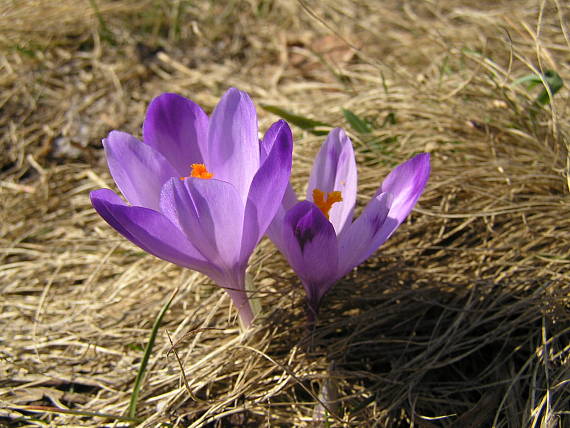 krokus