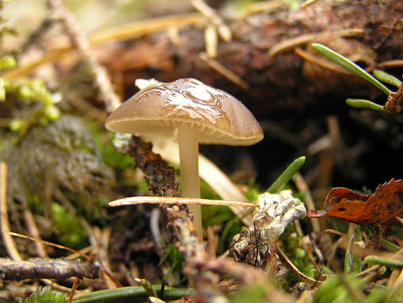 peniazočka smreková Strobilurus esculentus (Wulfen) Singer