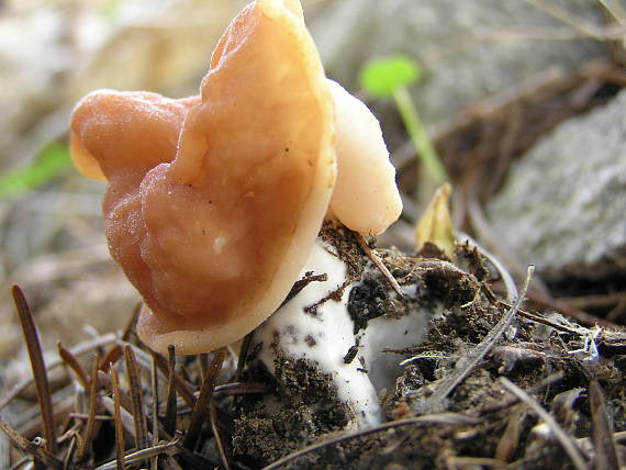 ušiak zväzkovitý Gyromitra sp.