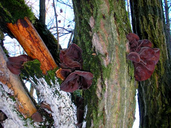 uchovec bazový Auricularia auricula-judae (Bull.) Quél.