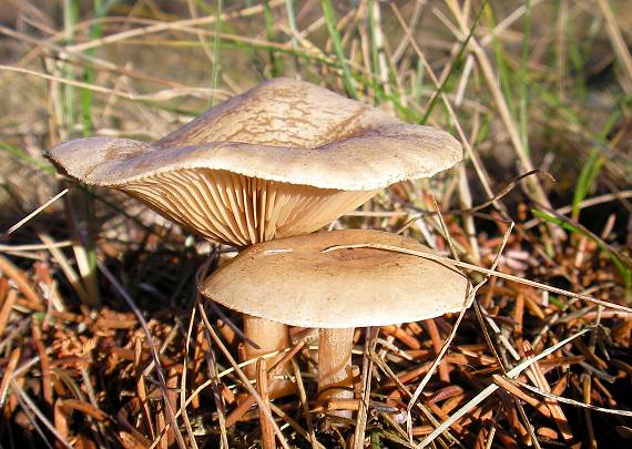 strmuľka Clitocybe sp.