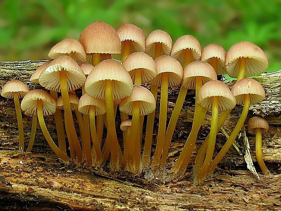 prilbička žltohlúbiková Mycena renati Quél.