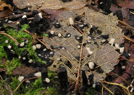 drevnatec parohatý Xylaria hypoxylon (L.) Grev.