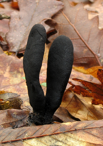 drevnatec kyjakovitý Xylaria polymorpha (Pers.) Grev.