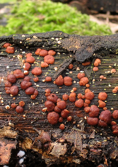ponorenec hrdzavý Hypocrea rufa (Pers.) Fr.