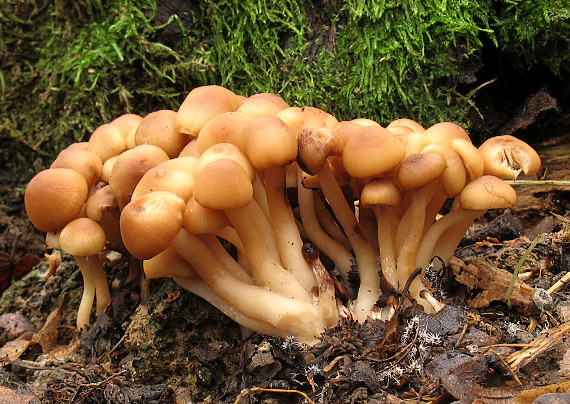 huba