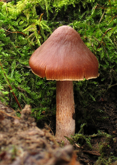 pavučinovec Cortinarius sp.