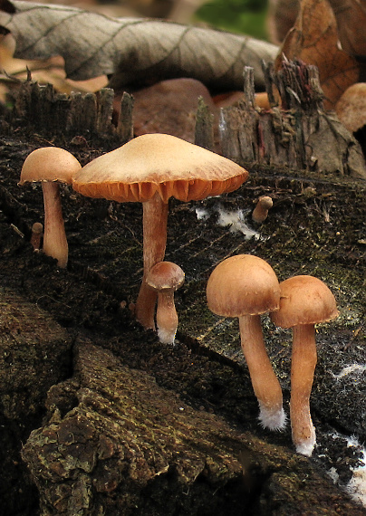 smeťovka zimná Tubaria furfuracea (Pers.) Gillet