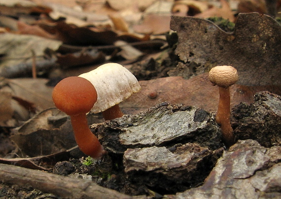 smeťovka zimná Tubaria furfuracea (Pers.) Gillet
