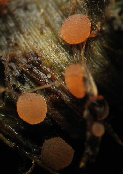 askobol Ascobolus sp.