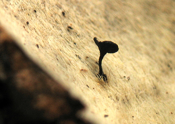terčovka Rutstroemia sp.