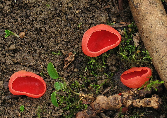 ohnivec šarlátový Sarcoscypha coccinea (Gray) Boud.