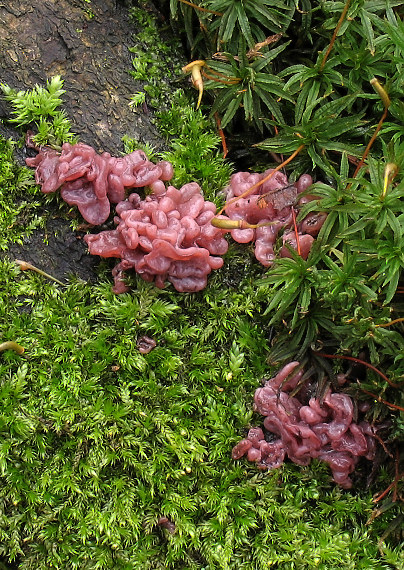 vrtidlovka mäsitá Ascocoryne sarcoides (Jacq.) J.W. Groves & D.E. Wilson