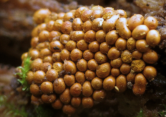 slizovka Myxomycetes