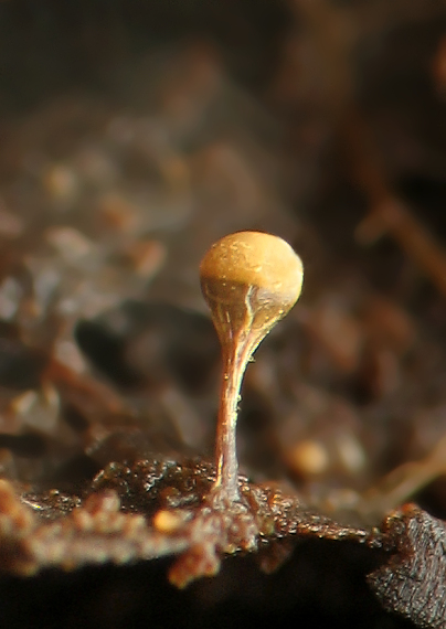 slizovka Myxomycetes