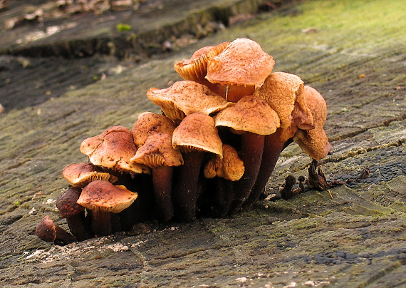 plamienka zimná Flammulina velutipes (Curtis) Singer