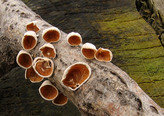 škľabka plstnatá Schizophyllum amplum (Lév.) Nakasone