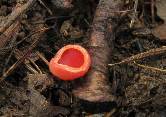 ohnivec šarlátový Sarcoscypha coccinea (Gray) Boud.