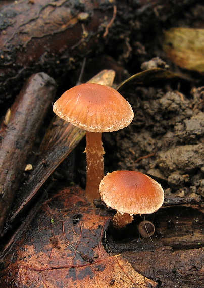 smeťovka zimná Tubaria furfuracea (Pers.) Gillet