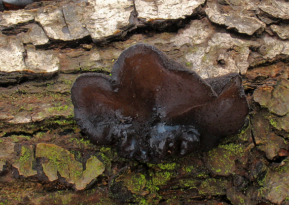 tmavorôsolovec mušľovitý Exidia truncata Fr.