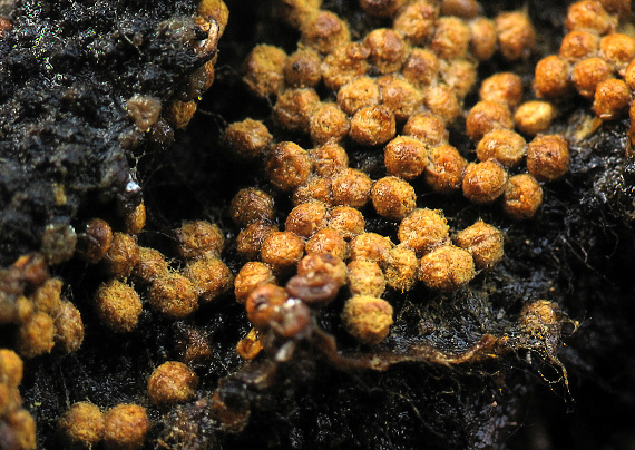 slizovka Myxomycetes