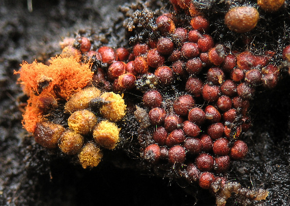 slizovka Myxomycetes