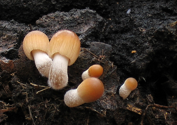 hnojník Coprinus sp.