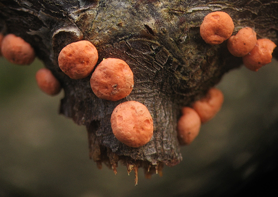 hlivka červená Nectria cinnabarina (Tode) Fr.