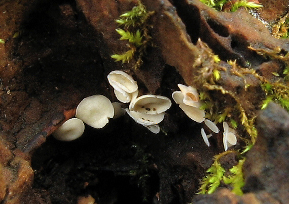 čiašočka Hymenoscyphus sp.