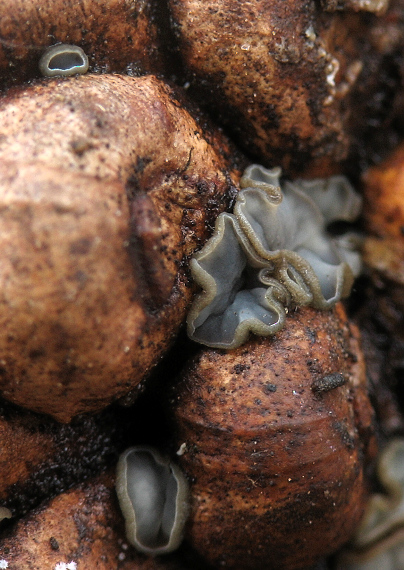 molízia Mollisia sp.