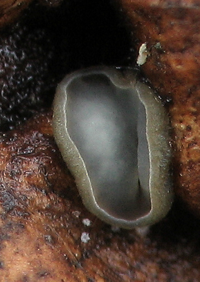 molízia Mollisia sp.