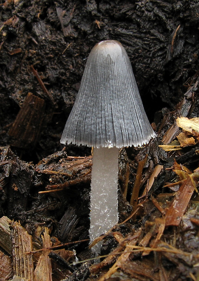 hnojník Coprinus sp.