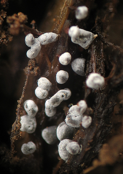 slizovka Myxomycetes