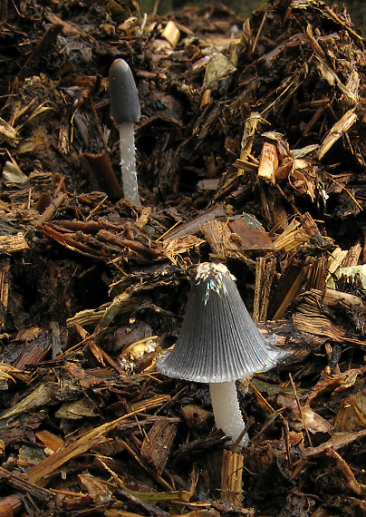 hnojník mrvový Coprinopsis cinerea (Schaeff.) Redhead, Vilgalys & Moncalvo