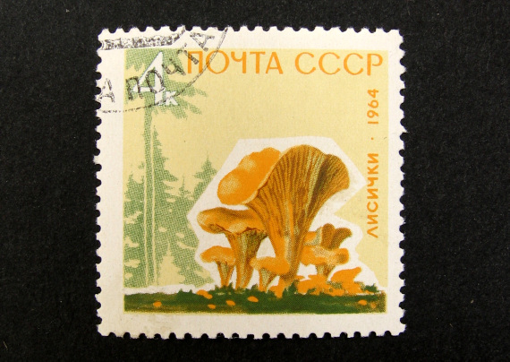 kuriatka